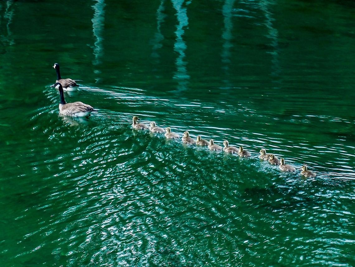 A Family Outing. A rather large family of Canada geese. Eagle predation may dwindle the number of goslings as time goes by. Branta canadensis,Canada,Canada goose,Geotagged,Spring