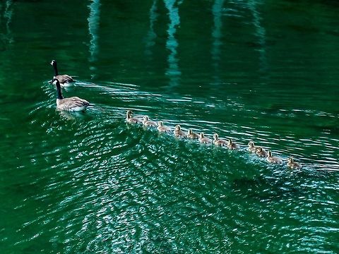 A Family Outing. A rather large family of Canada geese. Eagle predation may dwindle the number of goslings as time goes by. Branta canadensis,Canada,Canada goose,Geotagged,Spring