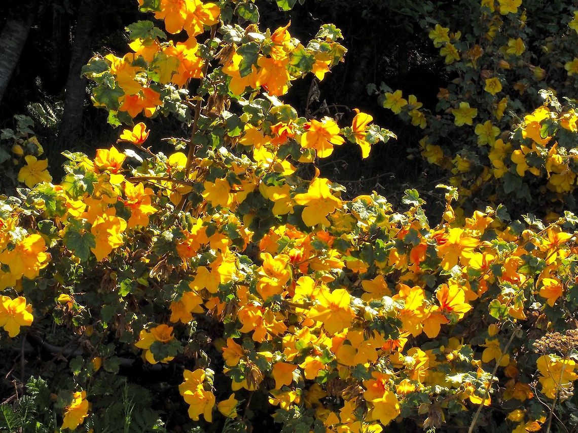 California Flannel Bush This plant is not supposed to be here! It supposedly is at home in high chaparral country of California instead of next to the ocean in BC. It was obviously planted by someone and it has done quite well despite suffering being blown down with the main trunk parallel to the ground. It has taken me two years to identify it because we have never visited the site when it was in bloom. The common name comes from the hairy leaves the hairs of which can be irritating to the skin and eyes. California Flannel Bush,California Fremontia,Canada,Fremontodendron californicum,Geotagged,Spring