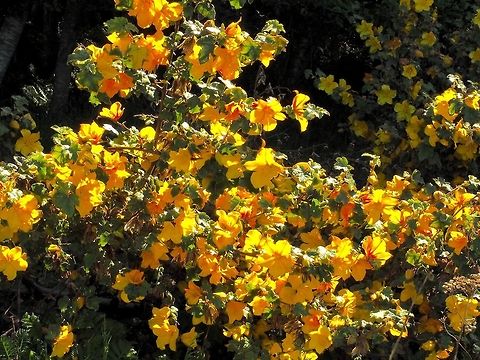 California Flannel Bush This plant is not supposed to be here! It supposedly is at home in high chaparral country of California instead of next to the ocean in BC. It was obviously planted by someone and it has done quite well despite suffering being blown down with the main trunk parallel to the ground. It has taken me two years to identify it because we have never visited the site when it was in bloom. The common name comes from the hairy leaves the hairs of which can be irritating to the skin and eyes. California Flannel Bush,California Fremontia,Canada,Fremontodendron californicum,Geotagged,Spring