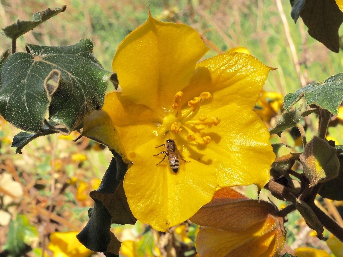 A Flower of Fremontodendron californicum. The flowers are large and showy and are hard to miss.  California Flannel Bush,California Fremontia,Canada,Fremontodendron californicum,Geotagged,Spring