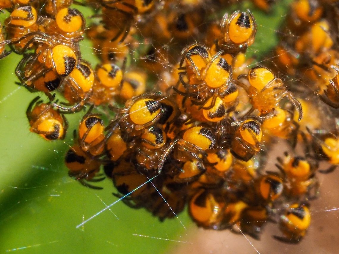 Nearly ready to go! Spiderlings of the Garden Cross spider freshly hatched.<br />
&ldquo;Females protect their eggs by building a silk egg sac, which they lay their eggs in. Once filled with eggs a female will not leave the sac, she will spend her life protecting it and she will eventually die in late autumn before her spiderlings hatch in the following May.<br />
<br />
Next May a mass of young spiderlings each with yellow abdomen and a dark patch will hatch out of the egg sac. Once hatched they collect together into a bright yellow bundle of tiny spiders and if disturbed they will wildly scatter, only reassembling when the danger has moved on. After their first moult they will separate, living individually and maturing into fully grown adult spiders after two years.&rdquo; from <a href="https://www.buglife.org.uk/bugs-and-habitats/garden-cross-spider" rel="nofollow">https://www.buglife.org.uk/bugs-and-habitats/garden-cross-spider</a> Quite the cute little fellows. I wish them luck! Araneus diadematus,Canada,European garden spider,Geotagged,Spring