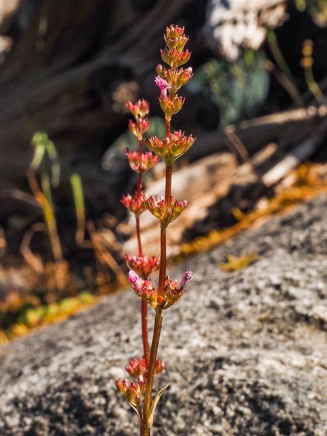 The Separated Inflorescence of Sea Blush A few years ago I looked at these plants and did not know what they were. Ignorance! They definitely change from when they are first in bloom. Canada,Geotagged,Plectritis congesta,Shortspur seablush,Spring