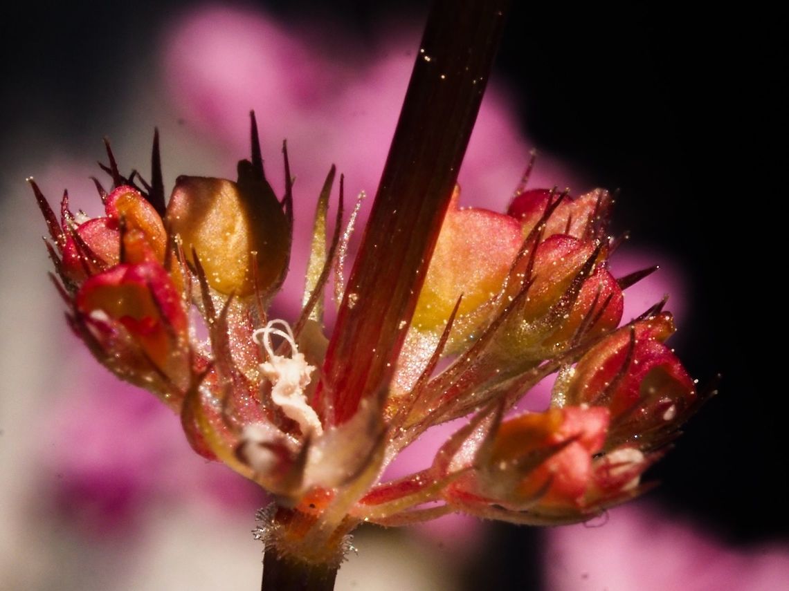 The Fertilized Flowers Quite the transition.<br />
 <figure class="photo"><a href="https://www.jungledragon.com/image/77938/it_must_be_spring.html" title="It Must Be Spring!"><img src="https://s3.amazonaws.com/media.jungledragon.com/images/2839/77938_thumb.jpeg?AWSAccessKeyId=05GMT0V3GWVNE7GGM1R2&Expires=1759968010&Signature=m3p7RSYxaVSztcstyPUoyC4I5K4%3D" width="114" height="152" alt="It Must Be Spring! The Sea Blush are just starting to show their pink heads. Canada,Geotagged,Plectritis congesta,Shortspur seablush,Spring" /></a></figure><br />
From that to this,<br />
<figure class="photo"><a href="https://www.jungledragon.com/image/79595/the_separated_inflorescence_of_sea_blush.html" title="The Separated Inflorescence of Sea Blush"><img src="https://s3.amazonaws.com/media.jungledragon.com/images/2839/79595_thumb.jpeg?AWSAccessKeyId=05GMT0V3GWVNE7GGM1R2&Expires=1759968010&Signature=RT9N1tq9c5JiMoIbkUMH7O8v8pc%3D" width="116" height="152" alt="The Separated Inflorescence of Sea Blush A few years ago I looked at these plants and did not know what they were. Ignorance! They definitely change from when they are first in bloom. Canada,Geotagged,Plectritis congesta,Shortspur seablush,Spring" /></a></figure><br />
      Canada,Geotagged,Plectritis congesta,Shortspur seablush,Spring