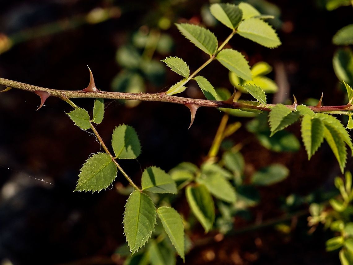 Look out! They&rsquo;re sharp. The flattened and curved thorns of the Rosa rubiginosa or Rosa eglanteria. Canada,Geotagged,Rosa eglanteria,Rosa rubiginosa,Spring,Sweetbriar Rose