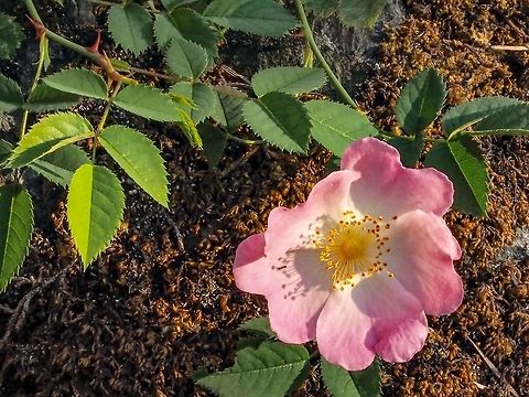 The Sweetbriar Rose, Rosa rubiginosa. This plant is an introduced species from Europe. This plant in particular has been growing next to the foundation of our house for years and this is it’s first flower. It has taken me two or three days to differentiate and identify the plant from R. canina. The decision was made on the leaves slightly smelling of apples and the calyces stalked glandular hairy.  https://www.jungledragon.com/image/79704/stalked_glandular_hairs.html Who knew that identifying a lovely flower would be so difficult? 
“A rose by any other name...” Canada,Geotagged,Rosa eglanteria,Rosa rubiginosa,Spring,Sweetbriar Rose