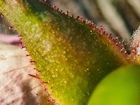 Stalked Glandular Hairs One of the distinguishing features of the Rosa rubiginosa also called R. eglanteria. Need a magnifying lens to see these! Canada,Geotagged,Rosa eglanteria,Rosa rubiginosa,Spring