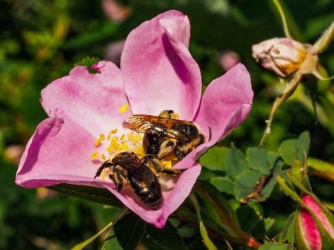 Is It Getting Crowded In Here? Bees being busy. Canada,Geotagged,Rosa eglanteria,Rosa rubiginosa,Spring