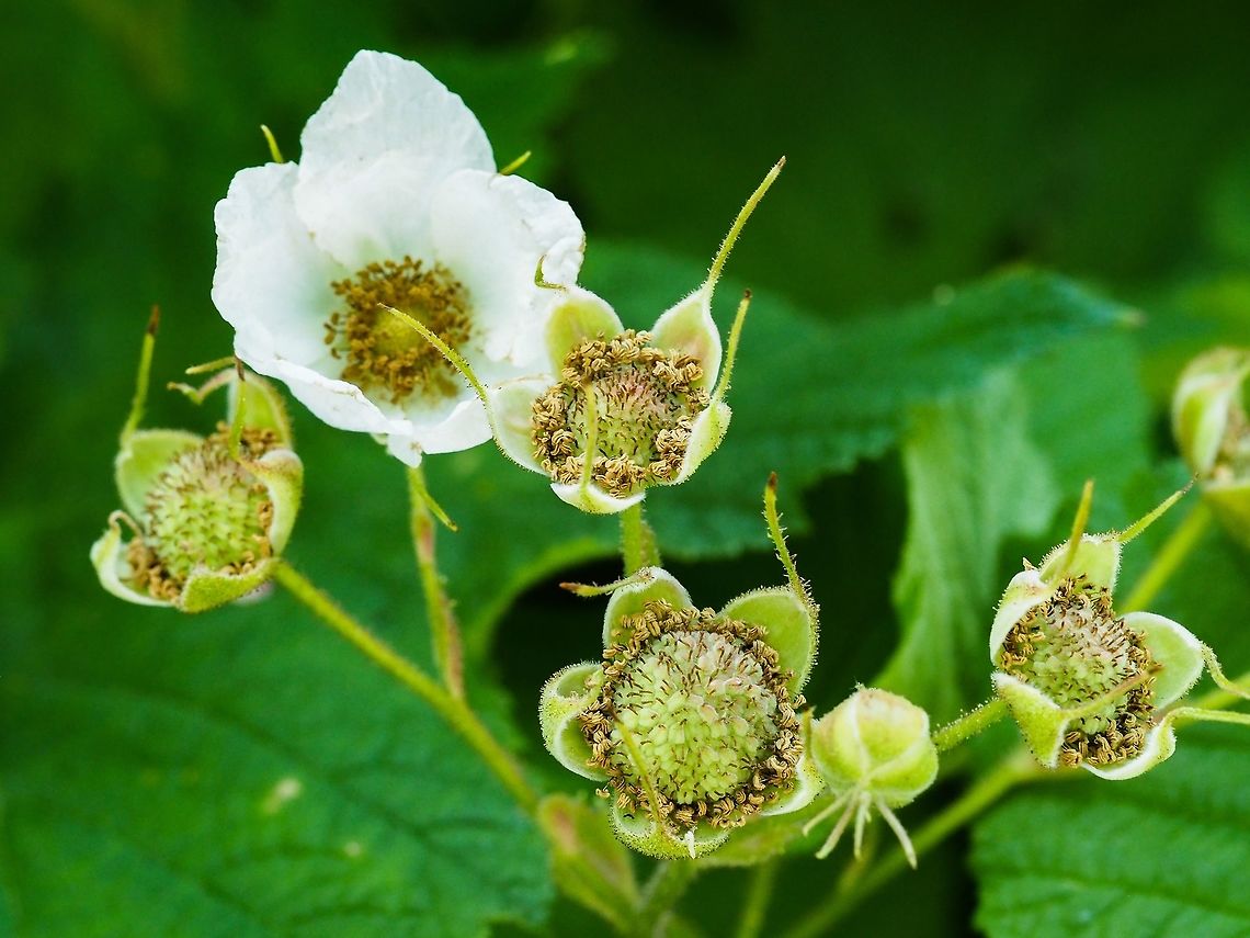 Developing Thimbleberries To me these berries are somewhat of a disappointment. They tend to be rather mealy and tasteless. Having said that the flowers and the berries are quite showy. The berries are very high in vitamin C. The leaves can be used to make a tea but anyone who has had the need knows the leaves make a good &ldquo;natural&rdquo; toilet paper... big soft fuzzy leaves and no prickles! Canada,Geotagged,Rubus parviflorus,Spring,Thimbleberry