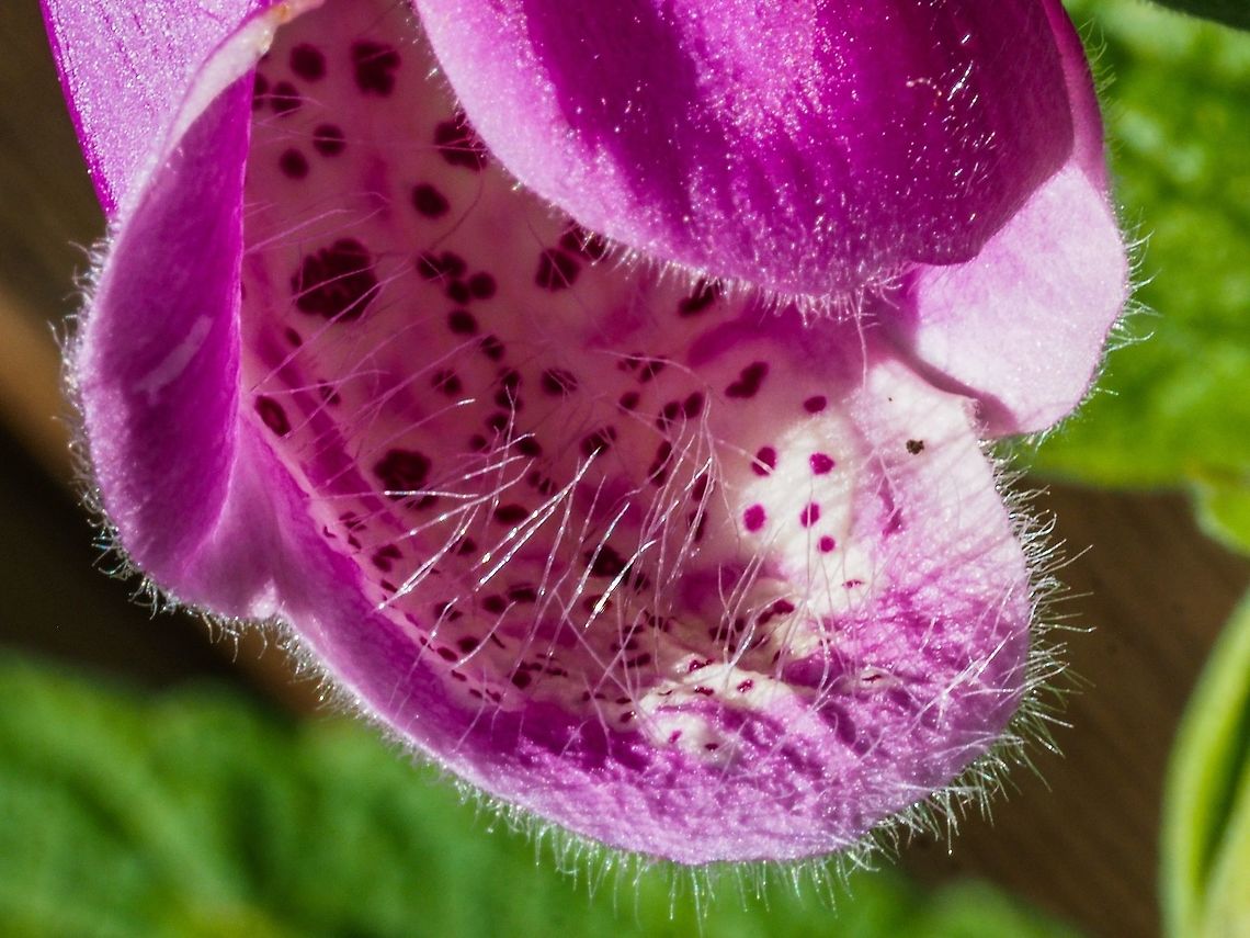A Hairy Lip! These plants seem to pop up in the spring any where the soil has been disturbed. Who knows where the seeds come from? In our area the flowers range from white with no spots all the way to a very dark purple with many dark markings.  Canada,Digitalis purpurea,Geotagged,Purple foxglove,Spring