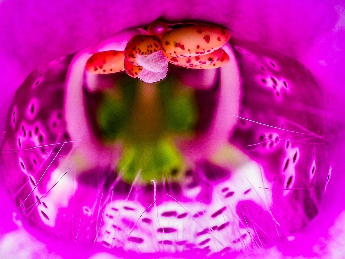 The Throat of Digitalis purpurea! After you get past the hairy lip, <br />
<figure class="photo"><a href="https://www.jungledragon.com/image/80165/a_hairy_lip.html" title="A Hairy Lip!"><img src="https://s3.amazonaws.com/media.jungledragon.com/images/2839/80165_thumb.jpeg?AWSAccessKeyId=05GMT0V3GWVNE7GGM1R2&Expires=1759968010&Signature=Ym8IHDCXaIEjS9t5s54tGuOz2ww%3D" width="200" height="150" alt="A Hairy Lip! These plants seem to pop up in the spring any where the soil has been disturbed. Who knows where the seeds come from? In our area the flowers range from white with no spots all the way to a very dark purple with many dark markings.  Canada,Digitalis purpurea,Geotagged,Purple foxglove,Spring" /></a></figure><br />
You enter the throat of the flower. The closer you look the better it gets!<br />
     Canada,Digitalis purpurea,Geotagged,Purple foxglove,Spring