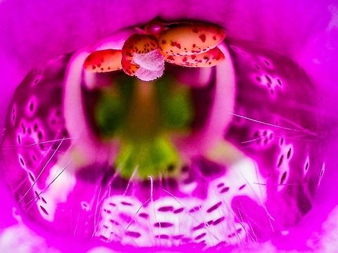 The Throat of Digitalis purpurea! After you get past the hairy lip, 
https://www.jungledragon.com/image/80165/a_hairy_lip.html
You enter the throat of the flower. The closer you look the better it gets!
     Canada,Digitalis purpurea,Geotagged,Purple foxglove,Spring