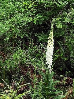A Stand Out! Rather than focusing on the many groups of road side Foxgloves these stand alone white specimens (there are two stalks) caught my eye. Canada,Digitalis purpurea,Geotagged,Purple foxglove,Spring