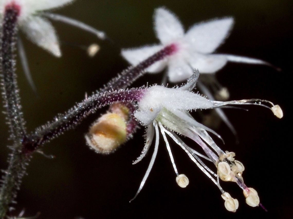 Another Look. I find these little flowers as pretty as their Latin name, Tiarella trifoliata. This time when I took the photograph I used the on camera flash (no tripod and there was little light in the forest) resulting in the flowers standing alone in a dark background.  Canada,Geotagged,Spring,Threeleaf foamflower,Tiarella trifoliata