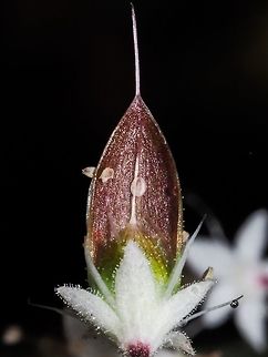A Sugar-scoop! I had always wondered why one of the common names of Tiarella trifoliata was Sugar-scoop. The seed pods are shaped like a sugar scoop as seen in this &ldquo;aerial view&rdquo;. Canada,Geotagged,Spring,Sugar-scoop,Threeleaf foamflower,Tiarella trifoliata