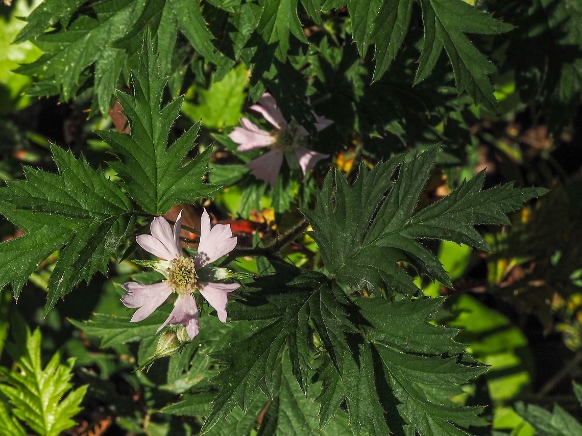 The Cutleaf Evergreen Blackberry, Rubus laciniatus. This invasive albeit with delicious fruit species is identified from the other introduced blackberry, R. armeniacus, by the leaves. E-Flora BC &ldquo;Alternate, evergreen, palmately compound; leaflets 5, more or less egg-shaped in outline, deeply and jaggedly lobed to divided into secondary leaflets themselves jaggedly lobed or coarsely toothed, abruptly sharp-pointed at the tip, green and smooth or slightly hairy above, hairy and greyish-green beneath, the leaf-stalks and midveins beneath hooked-prickly; stipules linear.&rdquo; For comparison, <figure class="photo"><a href="https://www.jungledragon.com/image/80309/the_himalayan_blackberry_rubus_armeniacus.html" title="The Himalayan Blackberry, Rubus armeniacus."><img src="https://s3.amazonaws.com/media.jungledragon.com/images/2839/80309_thumb.jpeg?AWSAccessKeyId=05GMT0V3GWVNE7GGM1R2&Expires=1759968010&Signature=w2kAjlVai9RGmwyEIhp72xYpPtI%3D" width="114" height="152" alt="The Himalayan Blackberry, Rubus armeniacus. We are (un)fortunate to have both species of introduced blackberries in our yard. The two species can be easily distinguished by their leave shape. A description of the leave from E-Flora BC, &ldquo;Alternate, evergreen, palmately compound, 5-20 cm long; leaflets 5 on first-year canes, mostly 3 on flowering canes, egg-shaped, 5-12 cm long, double-saw-toothed and abruptly sharp-pointed at the tip, green and smooth above, greyish-woolly beneath, the leaf-stalks and midveins beneath prickly; stipules linear.&rdquo;<br />
For comparison, https://www.jungledragon.com/image/80308/the_cutleaf_evergreen_blackberry_rubus_laciniatus.html Canada,Geotagged,Himalayan Blackberry,Rubus armeniacus,Spring" /></a></figure><br />
 Canada,Cutleaf Evergreen Blackberry,Geotagged,Rubus laciniatus,Spring