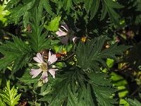 The Cutleaf Evergreen Blackberry, Rubus laciniatus. This invasive albeit with delicious fruit species is identified from the other introduced blackberry, R. armeniacus, by the leaves. E-Flora BC &ldquo;Alternate, evergreen, palmately compound; leaflets 5, more or less egg-shaped in outline, deeply and jaggedly lobed to divided into secondary leaflets themselves jaggedly lobed or coarsely toothed, abruptly sharp-pointed at the tip, green and smooth or slightly hairy above, hairy and greyish-green beneath, the leaf-stalks and midveins beneath hooked-prickly; stipules linear.&rdquo; For comparison, https://www.jungledragon.com/image/80309/the_himalayan_blackberry_rubus_armeniacus.html<br />
 Canada,Cutleaf Evergreen Blackberry,Geotagged,Rubus laciniatus,Spring