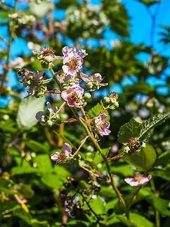 The Himalayan Blackberry, Rubus armeniacus. We are (un)fortunate to have both species of introduced blackberries in our yard. The two species can be easily distinguished by their leave shape. A description of the leave from E-Flora BC, “Alternate, evergreen, palmately compound, 5-20 cm long; leaflets 5 on first-year canes, mostly 3 on flowering canes, egg-shaped, 5-12 cm long, double-saw-toothed and abruptly sharp-pointed at the tip, green and smooth above, greyish-woolly beneath, the leaf-stalks and midveins beneath prickly; stipules linear.”
For comparison, https://www.jungledragon.com/image/80308/the_cutleaf_evergreen_blackberry_rubus_laciniatus.html Canada,Geotagged,Himalayan Blackberry,Rubus armeniacus,Spring