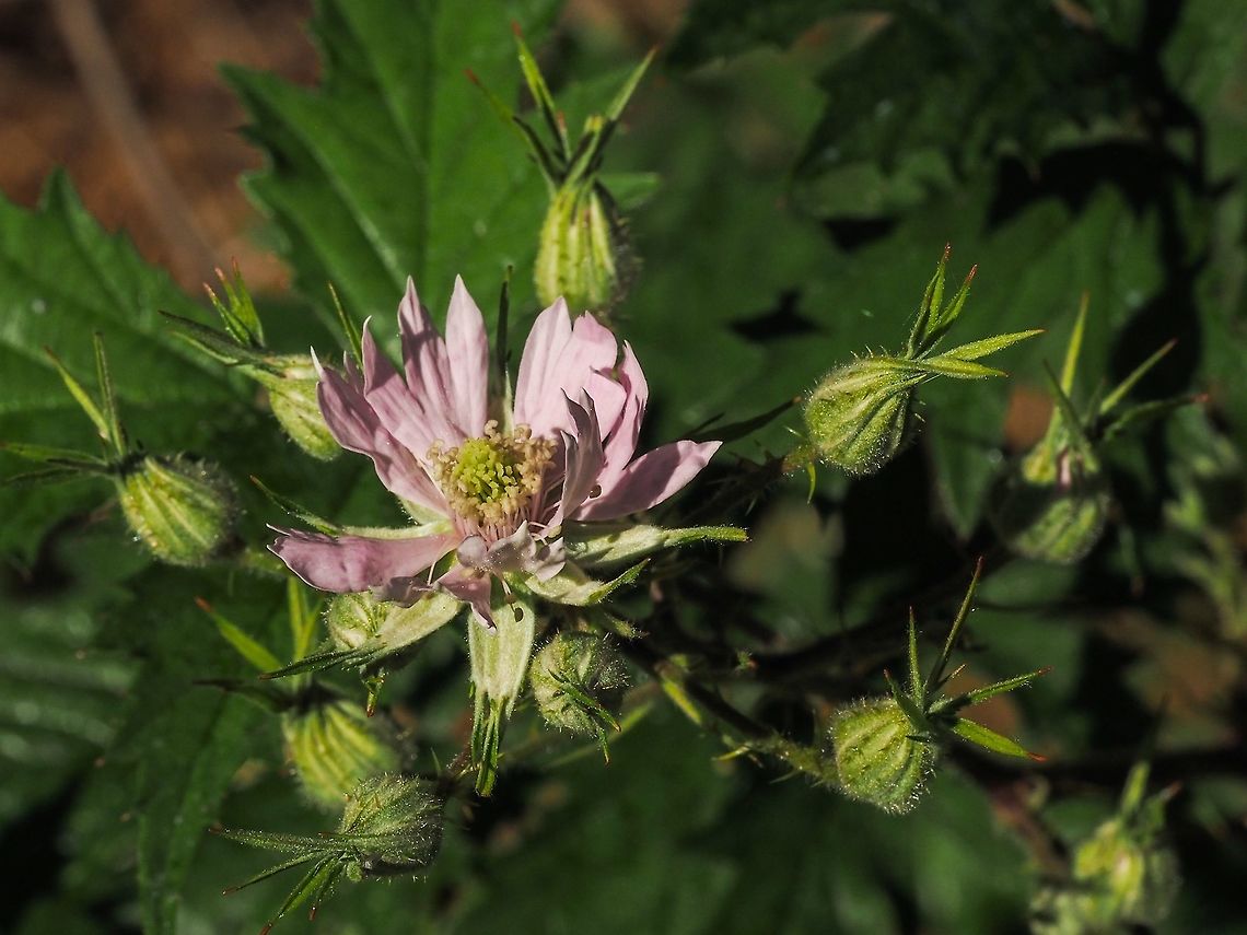 Blossoms of the Cutleaf Evergreen Blackberry, Rubus laciniatus. Please note the serrated petals and the pointed sepals. Compare with those of R. armeniacus.<br />
<figure class="photo"><a href="https://www.jungledragon.com/image/80317/the_blossoms_of_the_himalayan_blackberry_rubus_armeniacus.html" title="The Blossoms of the Himalayan Blackberry, Rubus armeniacus."><img src="https://s3.amazonaws.com/media.jungledragon.com/images/2839/80317_thumb.jpeg?AWSAccessKeyId=05GMT0V3GWVNE7GGM1R2&Expires=1759968010&Signature=wxqUPOxP0ZSNqf7drwo56%2BRjyik%3D" width="200" height="152" alt="The Blossoms of the Himalayan Blackberry, Rubus armeniacus. Note the globular buds and the sepals are stubby particularly when compared to Rubus laciniatus.<br />
https://www.jungledragon.com/image/80316/blossoms_of_the_cutleaf_evergreen_blackberry_rubus_laciniatus.html Canada,Geotagged,Himalayan Blackberry,Rubus armeniacus,Spring" /></a></figure> Canada,Cutleaf Evergreen Blackberry,Geotagged,Rubus laciniatus,Spring