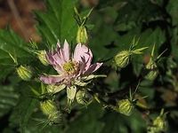 Blossoms of the Cutleaf Evergreen Blackberry, Rubus laciniatus. Please note the serrated petals and the pointed sepals. Compare with those of R. armeniacus.<br />
https://www.jungledragon.com/image/80317/the_blossoms_of_the_himalayan_blackberry_rubus_armeniacus.html Canada,Cutleaf Evergreen Blackberry,Geotagged,Rubus laciniatus,Spring