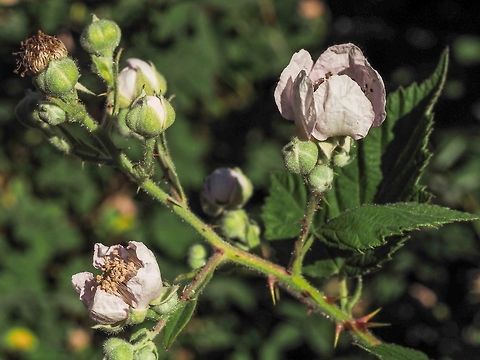 The Blossoms of the Himalayan Blackberry, Rubus armeniacus. Note the globular buds and the sepals are stubby particularly when compared to Rubus laciniatus.
https://www.jungledragon.com/image/80316/blossoms_of_the_cutleaf_evergreen_blackberry_rubus_laciniatus.html Canada,Geotagged,Himalayan Blackberry,Rubus armeniacus,Spring
