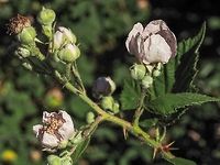 The Blossoms of the Himalayan Blackberry, Rubus armeniacus. Note the globular buds and the sepals are stubby particularly when compared to Rubus laciniatus.<br />
https://www.jungledragon.com/image/80316/blossoms_of_the_cutleaf_evergreen_blackberry_rubus_laciniatus.html Canada,Geotagged,Himalayan Blackberry,Rubus armeniacus,Spring