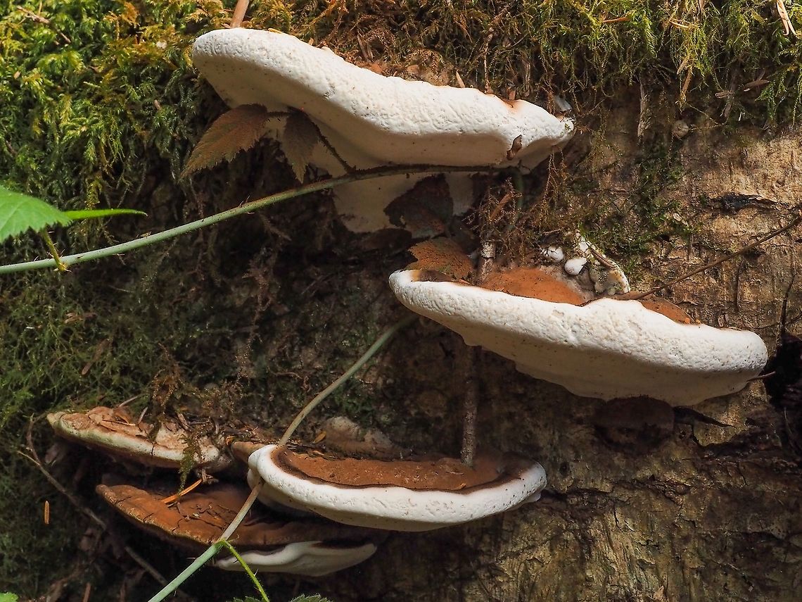 Western Varnished Conk, Ganoderma oregonense. The distinguishing feature of this fungus from the similar appearing fungus, the Red-belted Conk (Fomitopsis pinicola), is that the spore deposit of G. oregonense is rusty brown (visible on the Rubus ursinus leaf which is under the top left fungus) while the spore deposit of F. pinicola is white to light yellow. Canada,Ganoderma oregonense,Geotagged,Spring,Western Varnished Conk