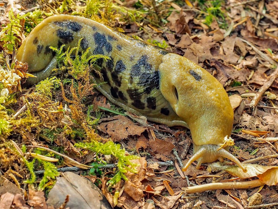 Out Foraging. Despite the very dry weather we&rsquo;ve been having this large, 15-16cm, Pacific Banana Slug was out looking for something to eat. Ariolimax Columbianus,Canada,Geotagged,Pacific banana slug,Spring
