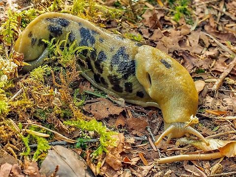 Out Foraging. Despite the very dry weather we’ve been having this large, 15-16cm, Pacific Banana Slug was out looking for something to eat. Ariolimax Columbianus,Canada,Geotagged,Pacific banana slug,Spring