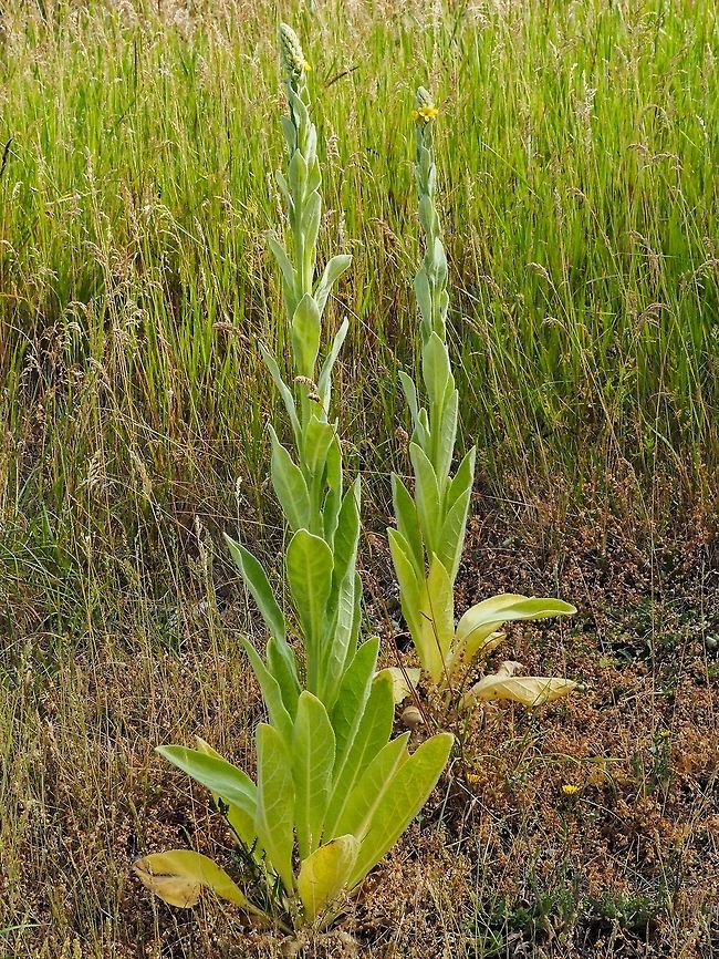 A Mullein Plant. A fuzzy biennial. Canada,Common mullein,Geotagged,Spring,Verbascum thapsus