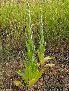 A Mullein Plant. A fuzzy biennial. Canada,Common mullein,Geotagged,Spring,Verbascum thapsus