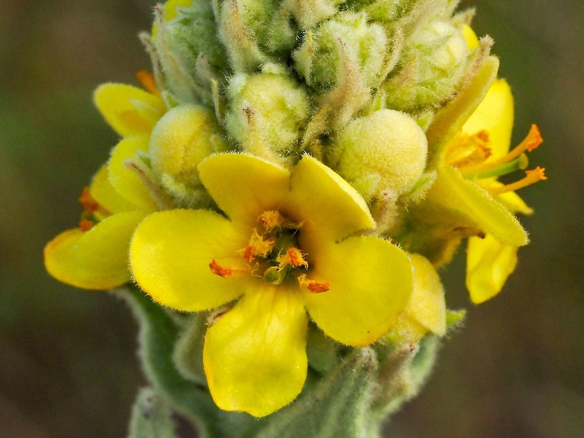 Fuzzy Flowers! I am more used to seeing this plant in the dry interior of B.C. where it was known as &ldquo;Giant Mullein&rdquo;. Canada,Geotagged,Spring,Verbascum thapsus,Verbascum thapus