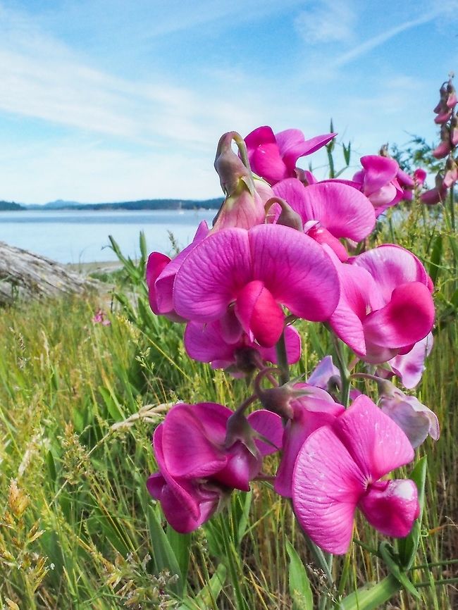 Not A Beach Pea... ... but growing at the beach. In some places a weed but today with nothing but dead grass around it it was a pleasant surprise. Not a Sweet Pea either because it has no fragrance to speak of.  Canada,Geotagged,Lathyrus latifolius,Spring