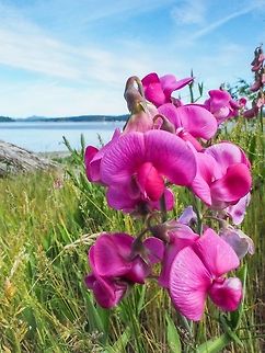 Not A Beach Pea... ... but growing at the beach. In some places a weed but today with nothing but dead grass around it it was a pleasant surprise. Not a Sweet Pea either because it has no fragrance to speak of.  Canada,Geotagged,Lathyrus latifolius,Spring