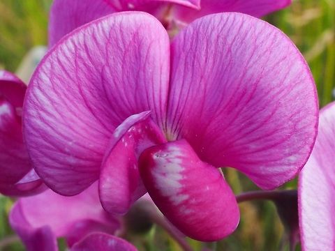 A Closer Look at Lathyrus latifolius. A pretty weed! Canada,Geotagged,Lathyrus latifolius,Spring