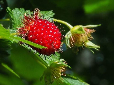 Looks Good Enough to Eat! Like many other children growing up on the west coast of Canada, Salmonberries were the first wild berries eaten. For some reason they tasted better then than they do now!  Canada,Geotagged,Rubus spectabilis,Salmonberry,Spring