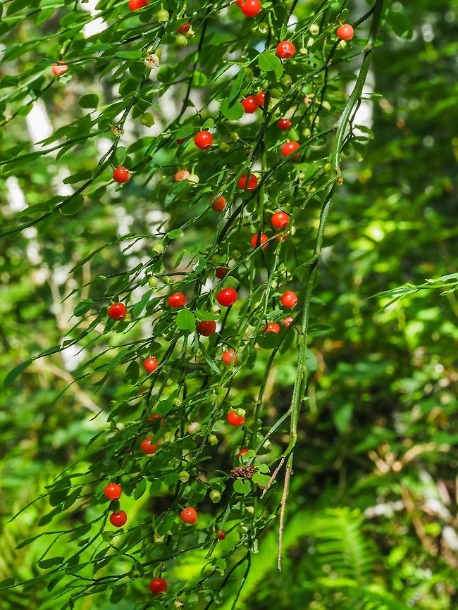 So Far, A Good Year for Berries! These Red Huckleberries are tasty, a little tart, but tasty. Better than Salmonberries in my opinion. Once there was a woman on Cortes who used to pick enough of these little berries to make the most delicious Red Huckleberry jelly. The best on toast! Canada,Geotagged,Red Huckleberry,Spring,Vaccinium parvifolium