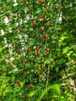 So Far, A Good Year for Berries! These Red Huckleberries are tasty, a little tart, but tasty. Better than Salmonberries in my opinion. Once there was a woman on Cortes who used to pick enough of these little berries to make the most delicious Red Huckleberry jelly. The best on toast! Canada,Geotagged,Red Huckleberry,Spring,Vaccinium parvifolium