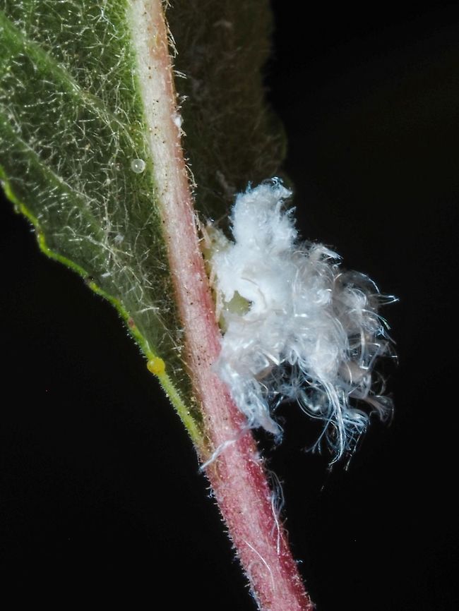 A Woolly Aphid - Subfamily Eriosomatinae Another new-to-me animal! Such a complex life cycle. These are quite numerous on a couple of wild Prunus sp. trees in our yard. These aphids seem to be host specific and since I have yet to ID the tree... no specific ID on the aphid. Canada,Geotagged,Spring