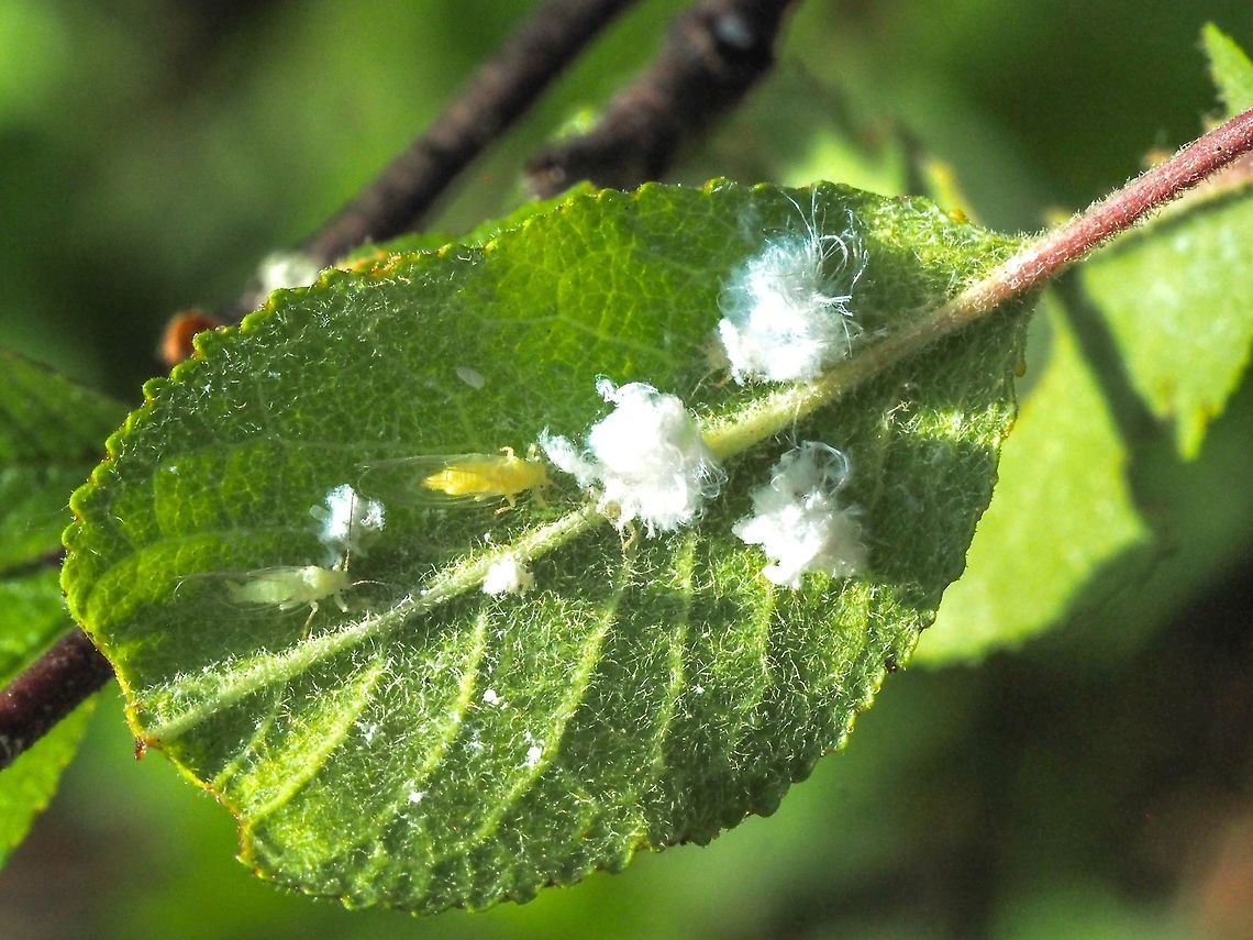 Subfamily Eriosomatinae - Woolly Aphids The woolly ones are pretty obvious but the other two, I believe and someone please correct me if I’m wrong, will fly away to their alternative host plant. Eriosoma sp. erio = waxy, soma = body. It seems the white woolly filaments are waxy and slippery. Canada,Geotagged,Spring