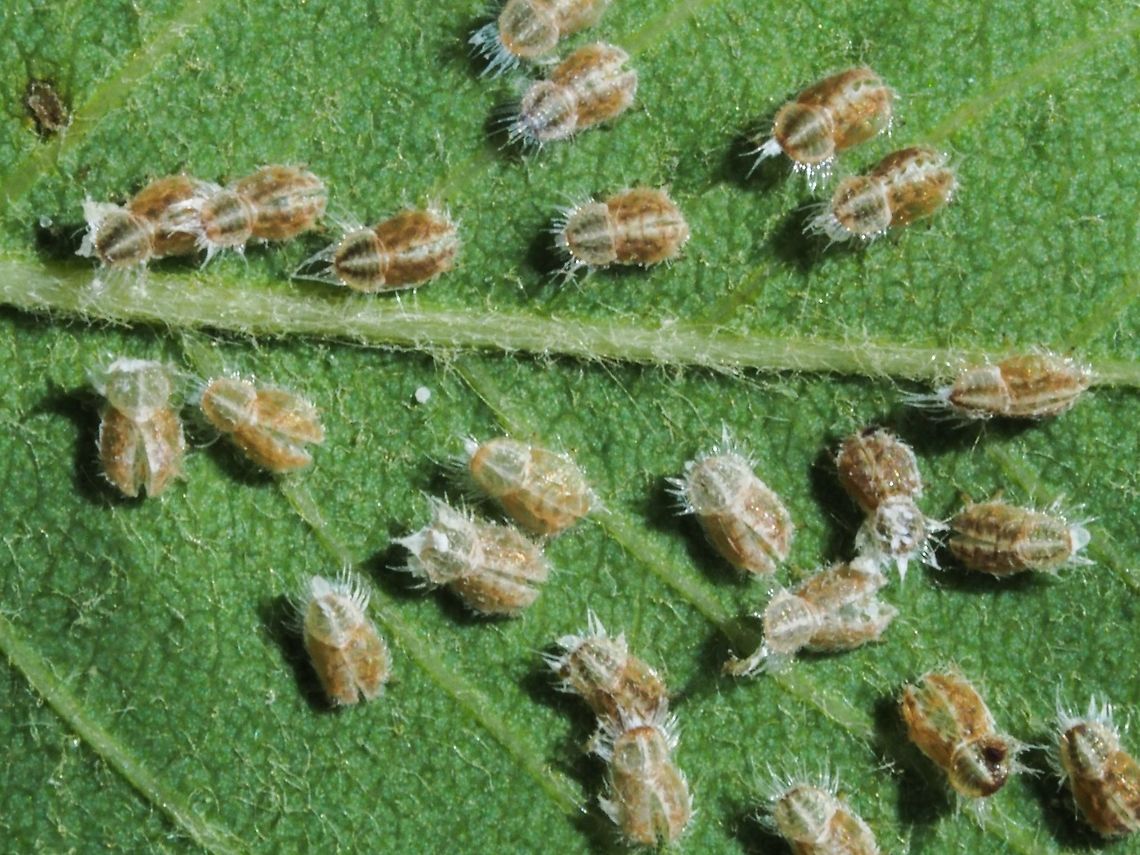 A Baby Photo, Eriosoma sp. Waiting to get their wings to fly away. Canada,Geotagged,Spring