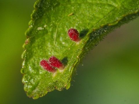 The Gall Of It All! This leaf of the Pin Cherry has been infected by a microscopic Eriophyid  mite causing these galls to form on the leaf.   Canada,Geotagged,Prunus pensylvanica,Spring