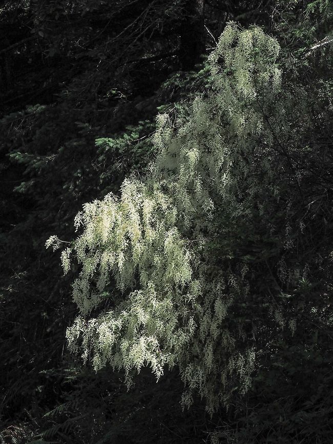 Cascading Ocean Spray Despite it being a very dry spring the Ocean Spray is putting on a great show this year. It is also known as Ironwood and the First Nations used the stems for arrows, bows, digging sticks, nails and anywhere a very hard wood was needed. The wood was further hardened by treating with heat (fire) and then polished using horsetail.  Canada,Geotagged,Holodiscus discolor,Ocean spray,Spring
