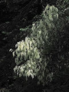Cascading Ocean Spray Despite it being a very dry spring the Ocean Spray is putting on a great show this year. It is also known as Ironwood and the First Nations used the stems for arrows, bows, digging sticks, nails and anywhere a very hard wood was needed. The wood was further hardened by treating with heat (fire) and then polished using horsetail.  Canada,Geotagged,Holodiscus discolor,Ocean spray,Spring