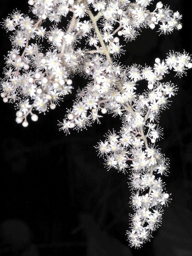 The Blossoming of the Holodiscus discolor Flowers. The individual flowers go from yellowish spheres to white flowers when fully open. This inflorescence stands out from the background because of using a flash to take the photo. The cluster was moving in the wind and to keep things in focus a higher shutter speed was needed. The black background was not entirely planned. Each individual flower can have up to 20 stamens giving the flower a star like appearance when viewed up close. Canada,Geotagged,Holodiscus discolor,Ocean spray,Spring