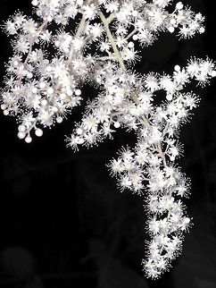 The Blossoming of the Holodiscus discolor Flowers. The individual flowers go from yellowish spheres to white flowers when fully open. This inflorescence stands out from the background because of using a flash to take the photo. The cluster was moving in the wind and to keep things in focus a higher shutter speed was needed. The black background was not entirely planned. Each individual flower can have up to 20 stamens giving the flower a star like appearance when viewed up close. Canada,Geotagged,Holodiscus discolor,Ocean spray,Spring