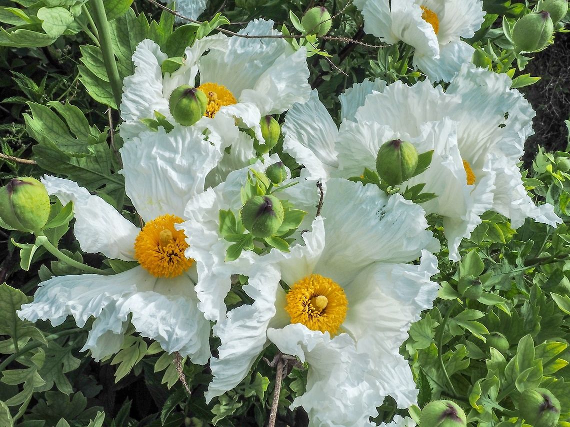 Romneya coulteri, Matilija Poppy. Another pleasant surprise while out hiking. Since this plant is native to California it was indeed a surprise to see it here on Cortes Island. It is differentiated from its close relative, R. trichocalyx, by have very hairs on the sepals. The sepals of R. trichocalyx are covered with fine hairs. R. coulteri is also known as the Fried Egg Flower for obvious reasons! Canada,Fried Egg Flower,Geotagged,Matilija Poppy,Romneya coulteri,Summer
