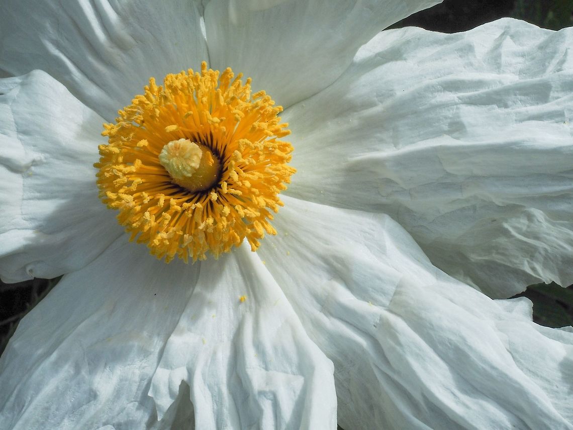 The Fried Egg Flower, Romneya coulteri. The petals are reminiscent of crinkled tissue paper. Canada,Geotagged,Romneya coulteri,Summer