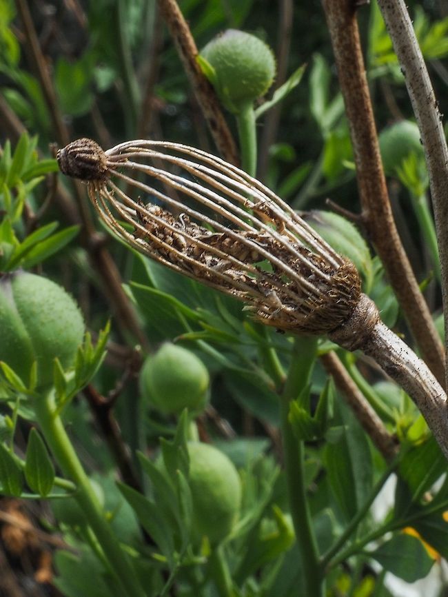 Last Year&rsquo;s Fruit (Seed Pod) This year&rsquo;s buds can be seen in the background. Canada,Geotagged,Romneya coulteri,Summer