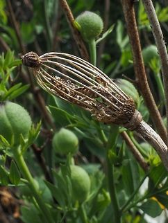 Last Year&rsquo;s Fruit (Seed Pod) This year&rsquo;s buds can be seen in the background. Canada,Geotagged,Romneya coulteri,Summer